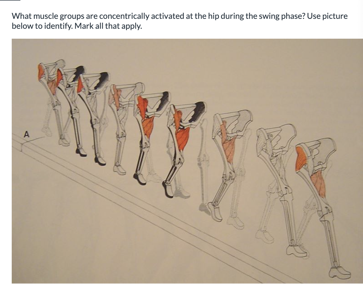 <p><span>What muscle groups are concentrically activated at the hip during the swing phase? Use picture below to identify. Mark all that apply.</span></p>