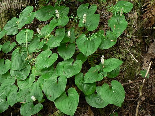 <p>False Lily-of-the-valley</p>