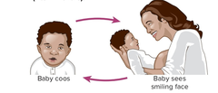 <p>- About 4-8 months</p><p>- Infants <u><mark data-color="green" style="background-color: green; color: inherit;">repeat actions that produce interesting effects on objects</mark></u> or the environment.</p><p>- Babies repeat actions involving objects.</p><p><strong>e.g.</strong> a baby this age might repeatedly shake a rattle to hear the noise or coo when a friendly face appears so that it stays longer. Their actions are intentional but not goal-directed.</p>