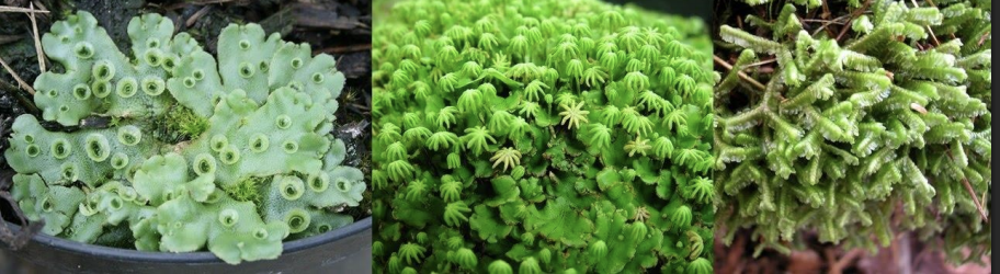 <p>Kingdom:</p><p>Phylum:</p>