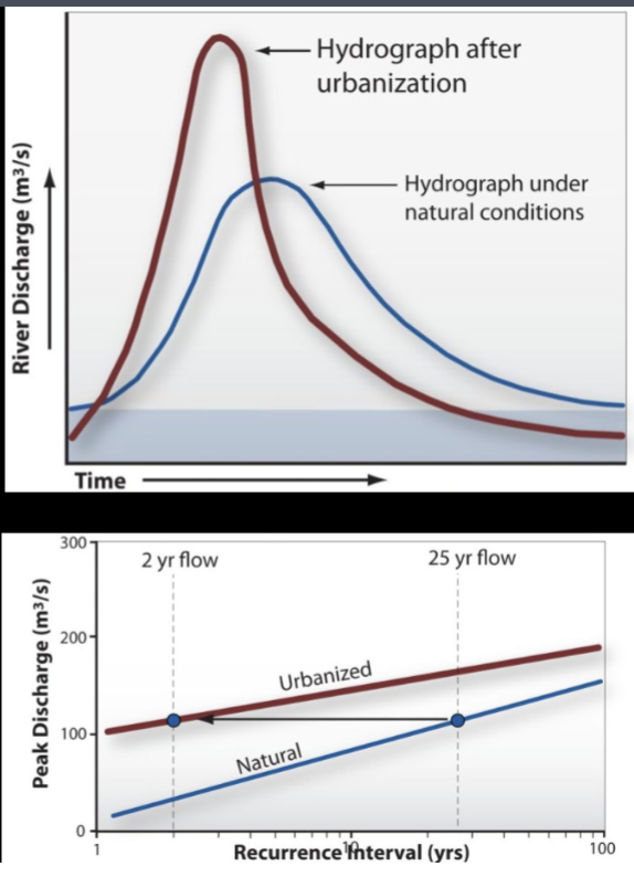 <p>Before Development</p><ul><li><p>water held in storage by pit & mound topography</p></li><li><p>infilitrates slowly w/smaller flood peaks</p></li></ul><p>After: </p><p>• Infiltration became limited</p><p>• Runoff builds rapidly and enters streams quickly</p><p>• Baseflow limited (need infiltration to get gw)</p><p>• Flood peaks are larger and occur sooner</p><p>• Larger flood magnitudes become more frequent</p><p>(e.g., once every 10 or 25 years now occurs once</p><p>every 2 years)</p><p>• Channel Degradation!!</p><p></p>