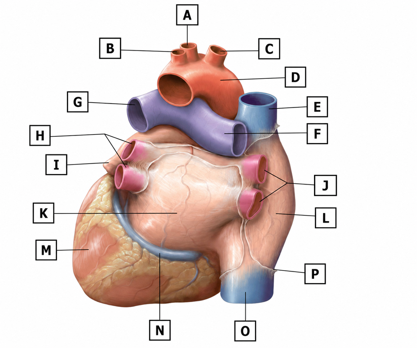 <p>What is indicated by D?</p>