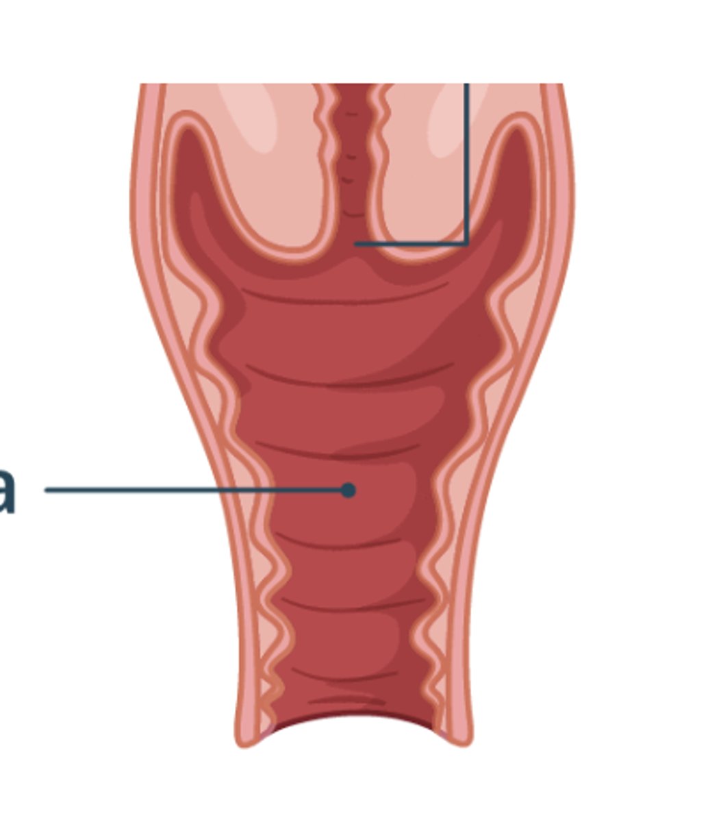 <p>• tube that provides frictional surface to stimulate male ejaculation</p><p>• passage for birth</p>