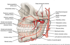 <p>dental branches-pulp of the mandibular posterior teeth byway of each tooth's apical foramen</p><p>alveolar branches- buccal perio and gingiva of mand post teeth</p>