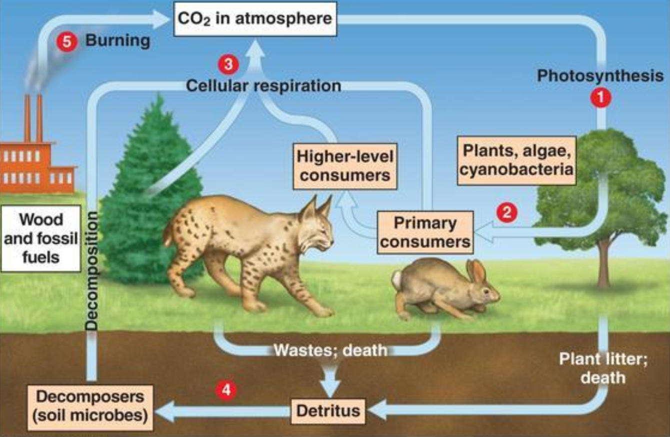 <p>The flow of carbon from grass to rabbits is</p><p class="p1">studied from the perspective of the</p>