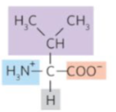 <p>what amino acid is this?</p>