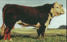 <p>British beef breed with a red body and white face, underbelly, and legs.</p>