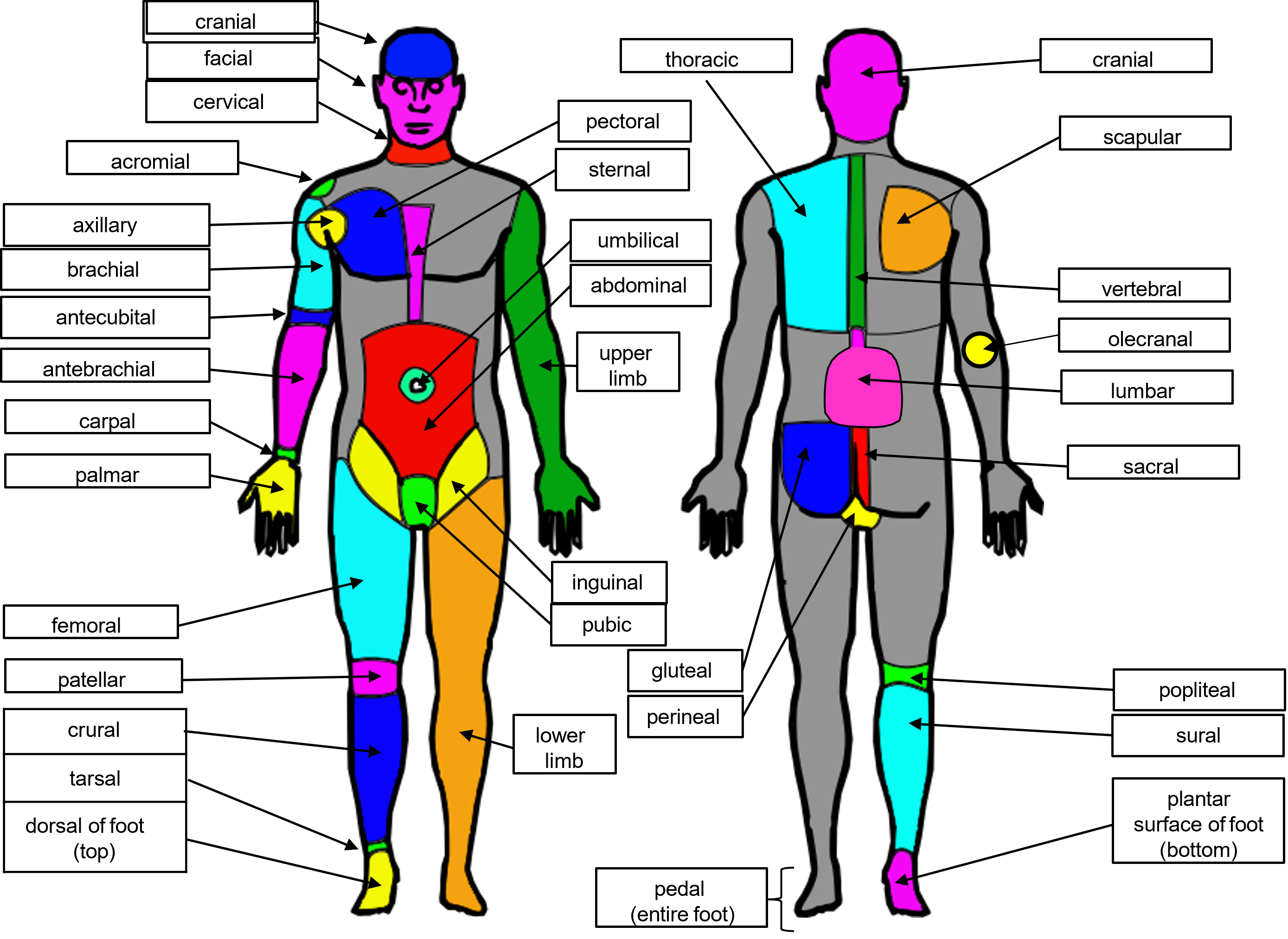 <p>Anatomical Adjectives </p>