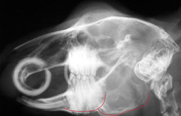 <p>What abnormalities can we identify on this radiograph?</p>