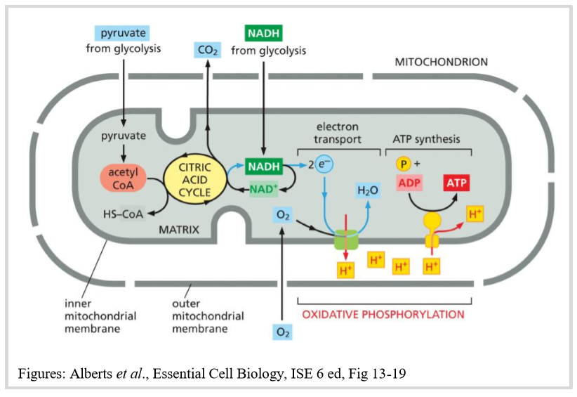 <ol><li><p>pyruvate (from glycolysis) enters the mitochondrial matrix where it is oxidised to acetyl CoA</p></li><li><p>in the matrix: acetyl CoA is further oxidised in the matrix via the citric acid cycle → NADH and CO2</p></li><li><p>in the inner mitochondrial membrane: electron transport chain uses NADH in oxidative phosphorylation to create a pH gradient</p></li></ol><ul><li><p>oxidation of NADH to NAD+ </p></li><li><p>reduction of O2 to H2O </p></li></ul><ol start="4"><li><p>pH gradient enables ATP synthase to produce lots of ATP: ADP + Pi → ATP </p></li></ol><p></p>