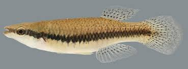 <p><strong>Killifish &amp; Topminnows</strong></p><ul><li><p><em>ID:</em> Upturned mouth</p></li><li><p><em>Ecology:</em> Surface feeders</p></li><li><p><em>Uses:</em> <strong>Bait</strong>, research species</p></li></ul><p></p>