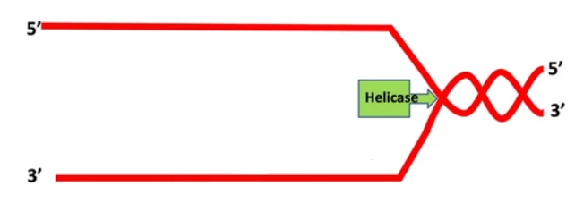 <p>identify the lagging and leading strands</p>