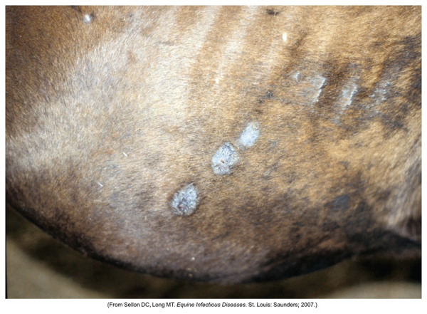 <p>Round, small lesions covered with scales.</p>