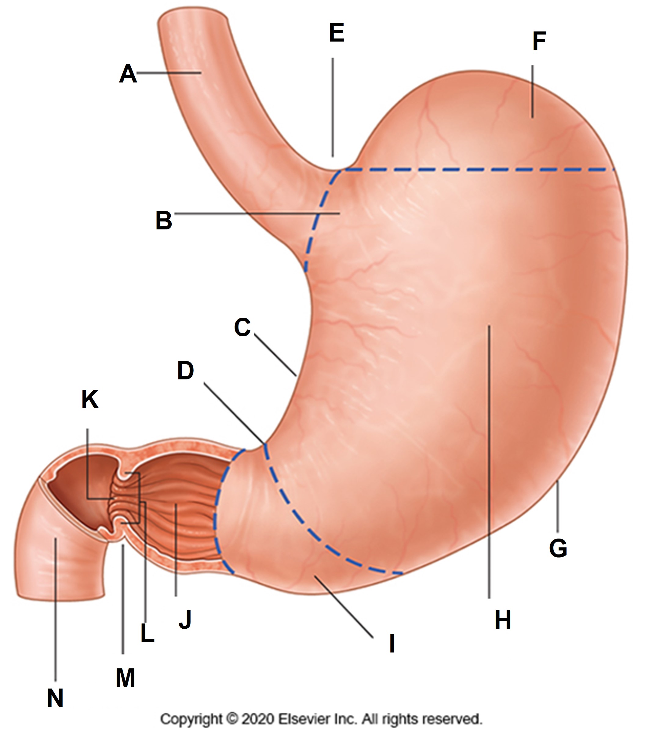 <p>What is structure B?</p>