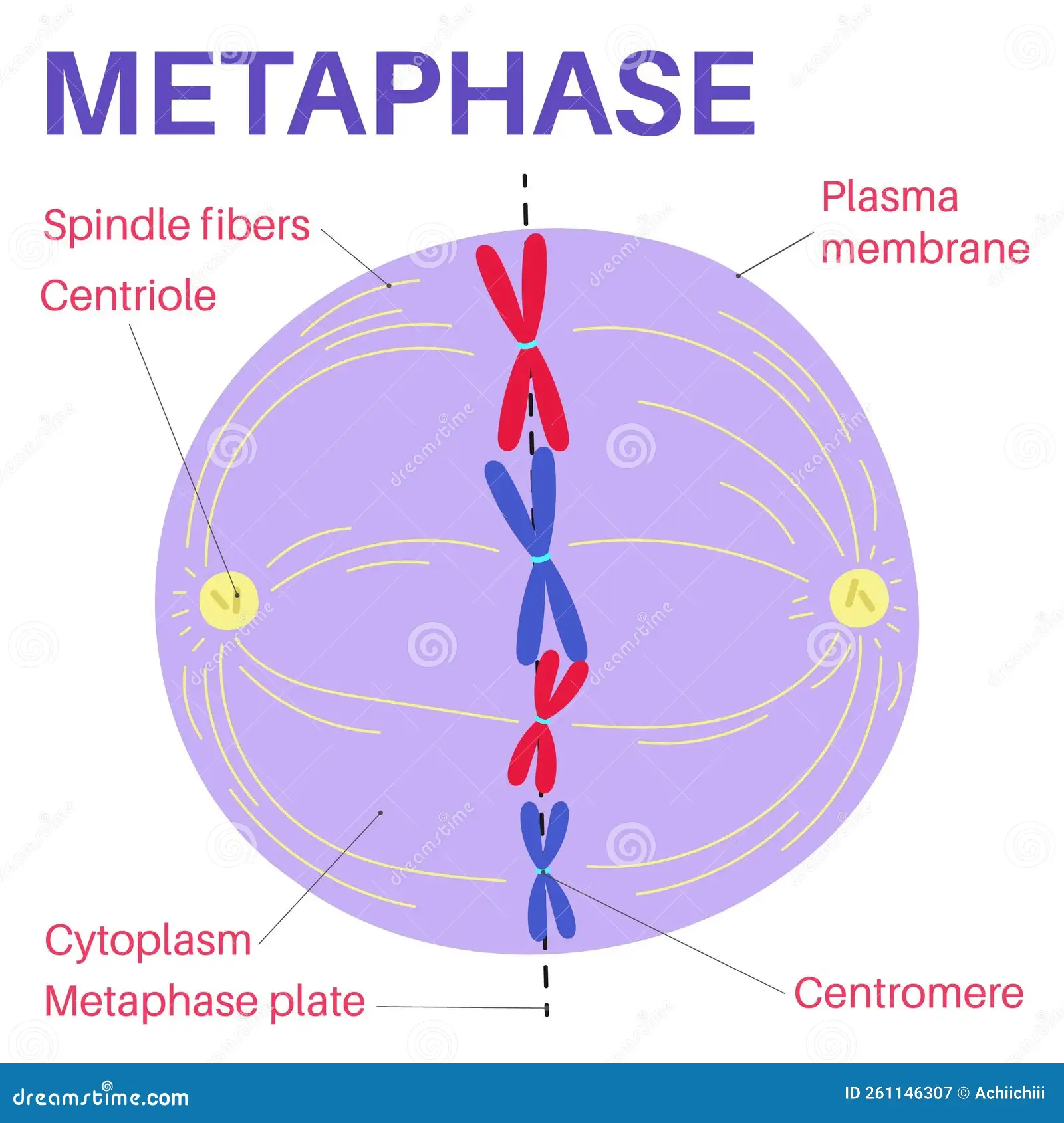 <p>Metaphase: All chromosomes are aligned at ___ of the cell called ___ ___and are attached to ___ ___ and are ___ ___.</p>