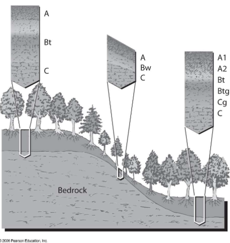 <p>• Thin soil on steep slopes</p><p>• Thick soil on flat or undulating surfaces</p>