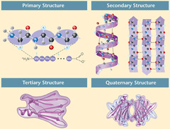 <p>4; primary, secondary, tertiary, quaternary</p>