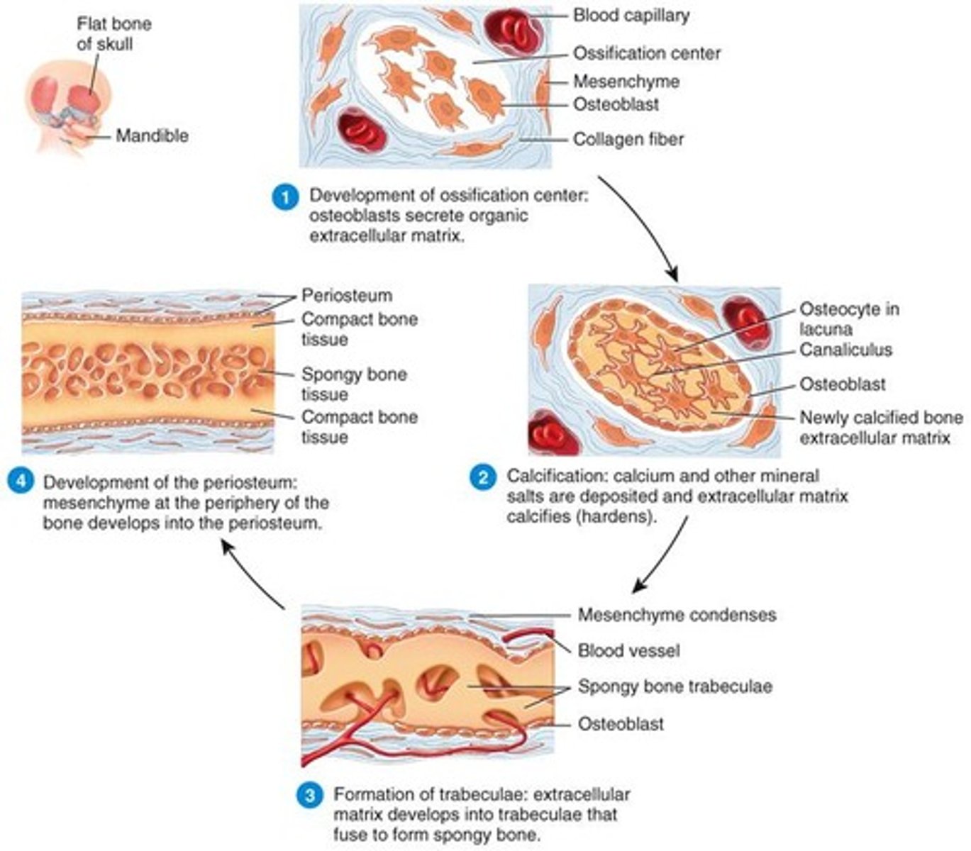 <p>During week 6 of embryonic development.</p>