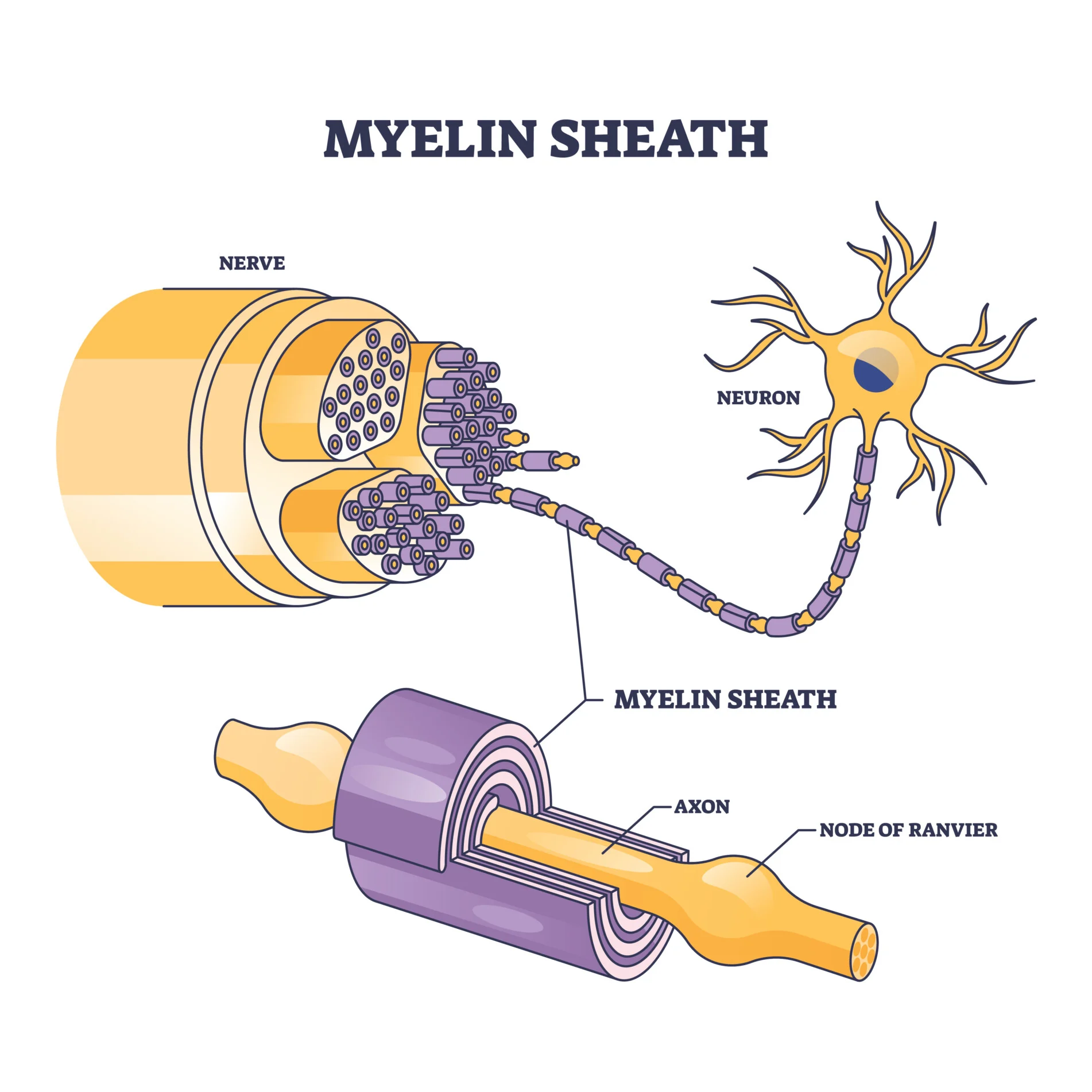<p>A fatty insulating layer that surrounds the axon of a neurone, made of the membranes of the Schwann cells</p>