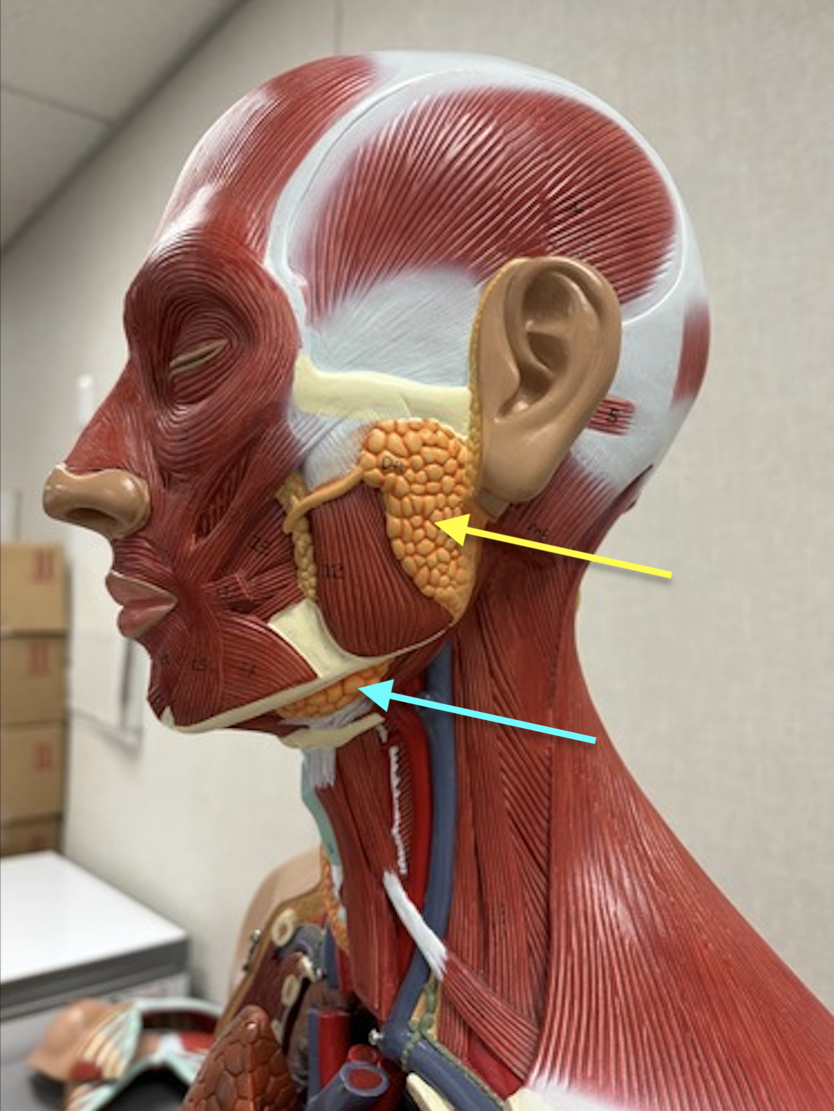 <p><span data-name="yellow_circle" data-type="emoji">🟡</span></p><p><span data-name="blue_circle" data-type="emoji">🔵</span></p>