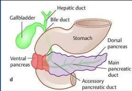 <ul><li><p>ventral bud migrates opposite direction </p></li><li><p>pancreatic tissue surrounds duodenum (constriction) </p></li></ul><p></p>