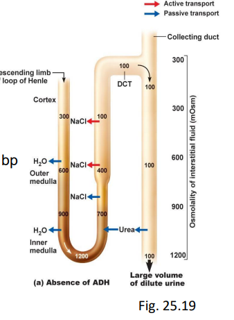 <ul><li><p>excess plasma H2O, high bp</p></li><li><p>in late DCT, CD:</p><ul><li><p>ANP inhibits ADH, aldosterone - impermeable to H2O, NaCl</p></li></ul></li></ul><p></p>