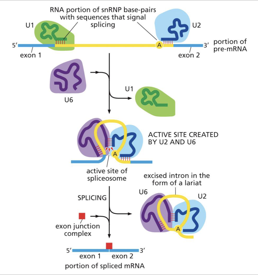 <p>how snRNP can tag beginning + end of introns for removal, made of snRNPs + snRNA</p>