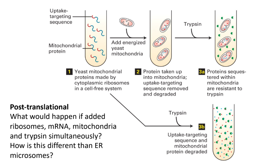 <ol><li><p>Trypsin → digest protein as soon as protein = synthesized </p><ol><li><p>No proteins imported safely</p></li></ol></li><li><p>Difference in when import occurs </p><ol><li><p>Mitochondrial import = post-translational</p><ol><li><p>Mitochondria → entire protein digested</p></li></ol></li><li><p>ER import = co-translational </p><ol><li><p>ER → part of protein safe inside ER</p></li></ol></li></ol></li></ol><p></p>
