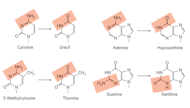 <p>the spontaneous loss of exocyclic amino groups</p>