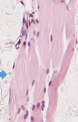 <p>Identify the specific tissue</p>
