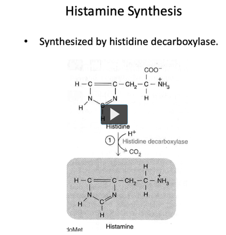 <p><u>Histamine Synthesis</u></p><p>In the case of<strong> histamine</strong>, it is <strong>synthesized</strong> from the <strong>amino acid histidine</strong> by the enzyme <strong>histidine decarboxylase. </strong></p><p>It plays a role in allergic reactions, gastric acid secretion, and neurotransmission. </p><p>Unlike the catecholamines, histamine is <strong>not </strong>recycled. It is metabolized after its release. </p><p><strong>Histamine</strong> is<strong> not recycled</strong> <strong>because there is no efficient reuptake system</strong> and it is<strong> safer for the body to rapidly inactivate it than to reuse it.</strong></p><p>In this figure, we can see the structure of histamine. </p>