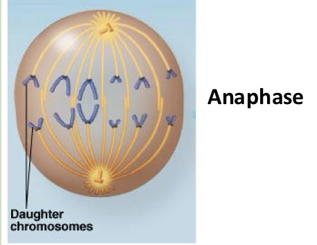 <ul><li><p>cohesions proteins are cleaved by the enzyme, separase, and the sister chromatids separate as kinetochore microtubules shorten</p></li><li><p>Once separated, each chromatid becomes a full-fledged chromsome</p></li><li><p>Cells elongate as the Nonkinetochore microtubules lengthen</p></li></ul><p></p>