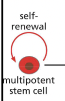 <ol><li><p>Not terminally differentiated.</p></li><li><p>Capable of unlimited division.</p></li></ol><p>Semi-immortal (divide an infinite number of times) → cannot maintain cell fate (must change into another cell type)</p>