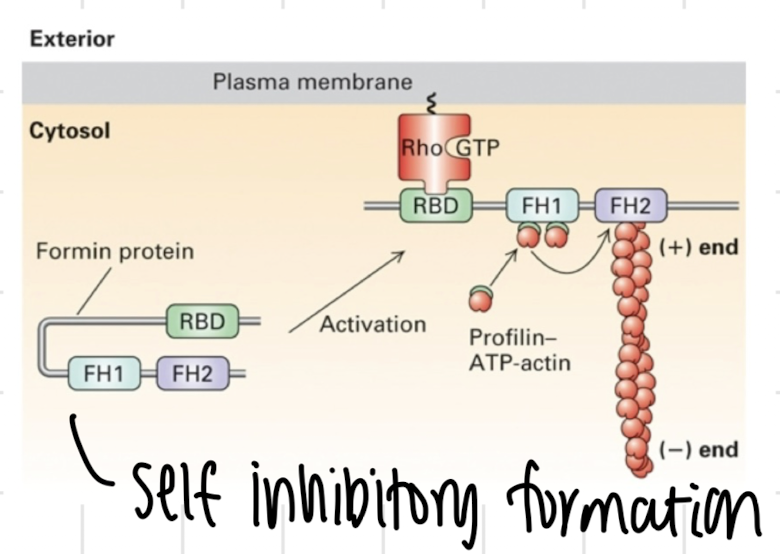<ol><li><p>rho g-protein binds to rho binding domain of formin</p><ol><li><p>activated mostly by extracellular signal, sometimes internal</p></li></ol></li><li><p>formin switches from self-inhibitory to active conformation</p></li><li><p>FH1 domain of formin recruits ATP-actin via profilin (actin binding protein)</p><ol><li><p>deliver actin to growing actin regulated by FH2 domain, acts as a delivery agent), accelerates plus end polymerization</p></li></ol></li></ol><p></p>