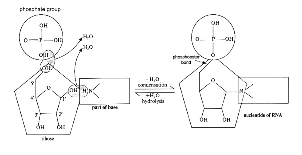 <p>Nucleo<strong><u>t</u></strong>ide = Nucleoside + Phosphate Group</p><p></p><p>Formation of Nucleotide:</p><ul><li><p>A nucleotide is formed by further <strong>condensation </strong>between the nucleoside and phosphate group with the elimination of a water molecule</p></li><li><p>This forms a <strong><u>phosphoester bond</u></strong> between the <strong>5’ carbon of pentose</strong> and the<strong> phosphate group</strong></p></li></ul><p></p><p>The number of phosphate groups linked together to the 5’ carbon of the pentose sugar varies from 1 to 3:</p><ul><li><p>1 phosphate group → Nucleoside <strong>mono</strong>phosphate (e.g. AMP, adenosine monophosphate)</p></li><li><p>2 phosphate groups → Nucleoside <strong><u>di</u></strong>phosphate (e.g. ADP, adenosine diphosphate)</p></li><li><p>3 phosphate groups → Nucleoside <strong><u>tri</u></strong>phosphate (e.g. ATP, adenosine triphosphate)</p></li></ul><p></p><p></p>