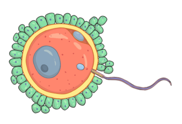 <p>Egg cell</p>