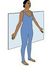 <p>Divides body into anterior and posterior</p>