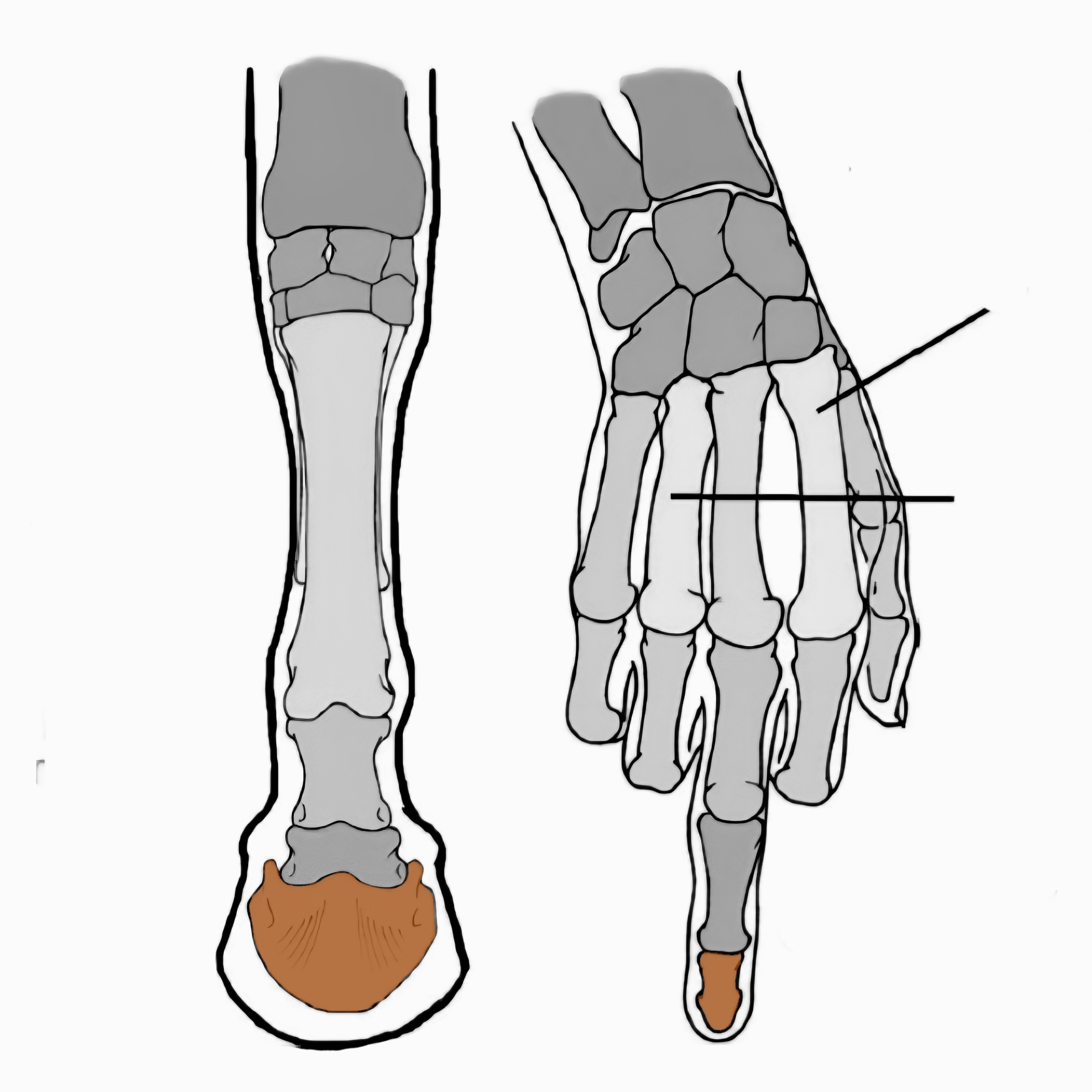 <p>what is this bone called?</p>