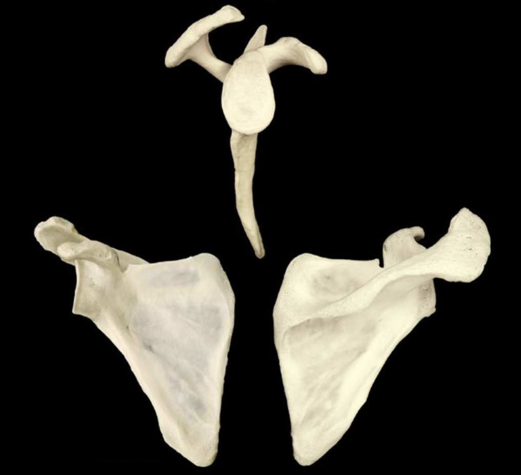 <p>What is this bone?</p>