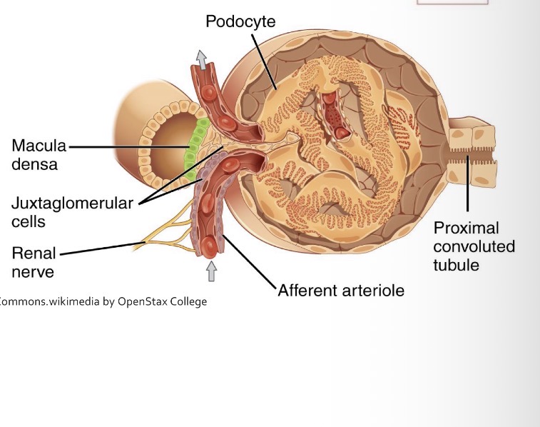 <p>Where are renal corpuscles located?</p>