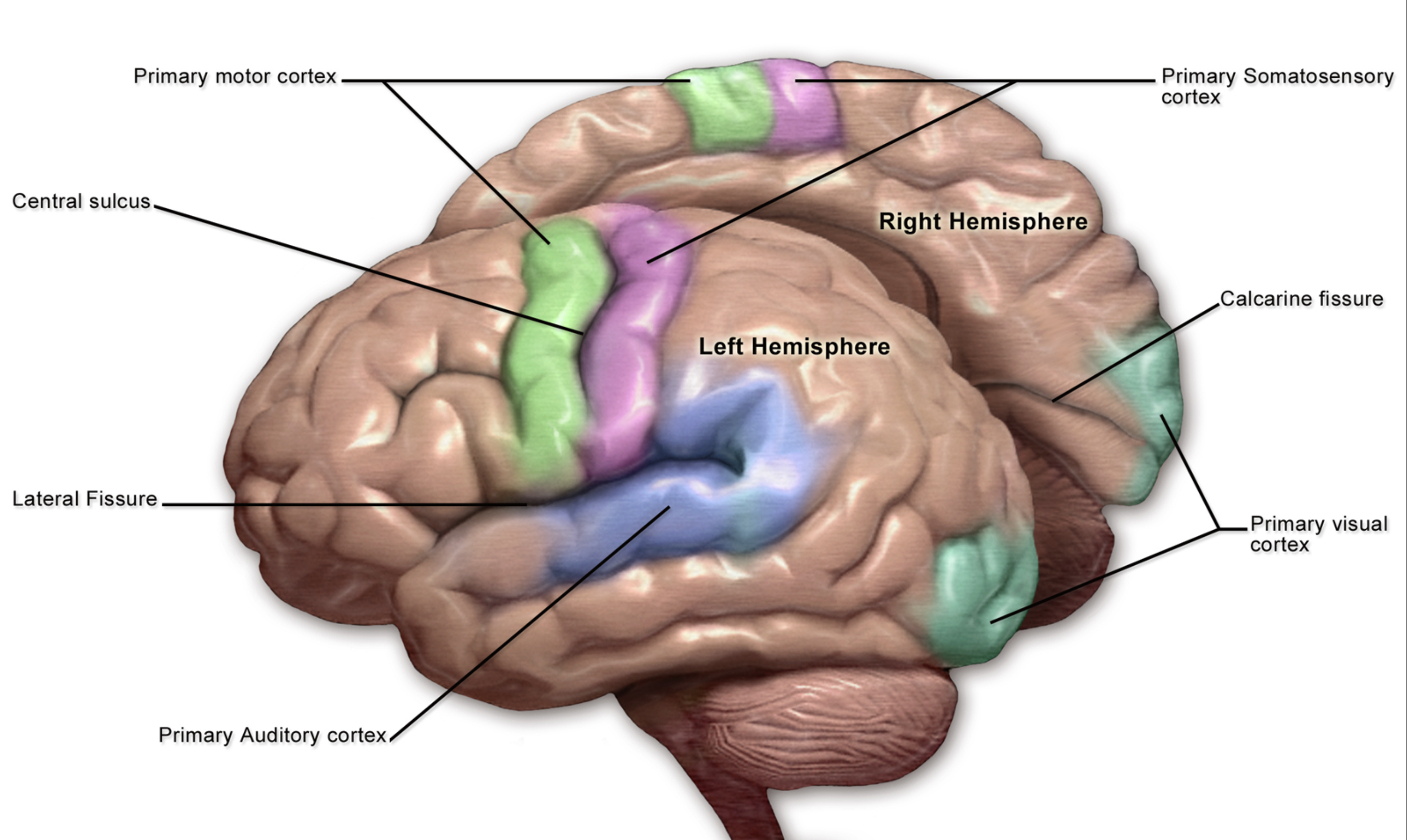 <p>Primary Somatosensory Cortex</p>