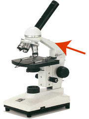 <p>The part that connects the observation tube to the stage as well as the rest of the microscope.</p>