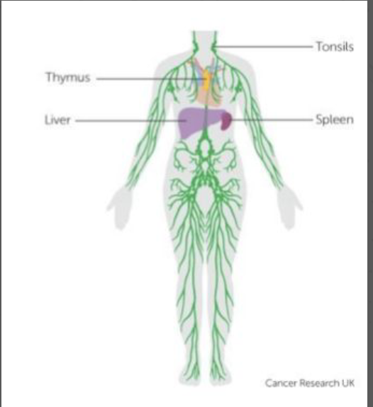 <p>What is the Lymphatic System and what does it consist of? </p>