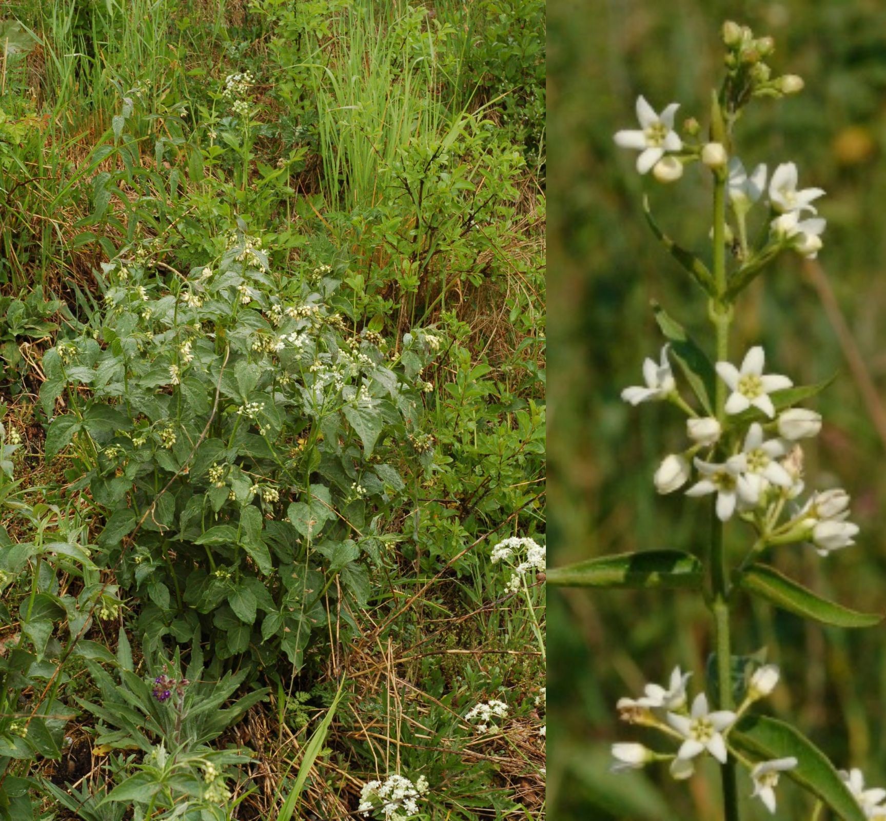 <p><span style="background-color: rgba(0, 0, 0, 0); line-height: 27px;">Klasa <strong>TRIFOLIO-GERANIETEA </strong></span>związek <strong>Ciepłolubne okrajki</strong></p>