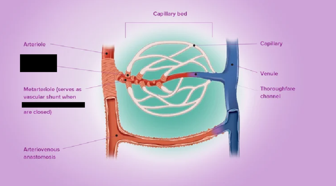 <p><span style="background-color: transparent;">A round smooth muscle that helps to control the flow of blood to the capillary beds.</span></p>