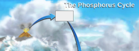 <p>phosphorous cycle: name the step</p>