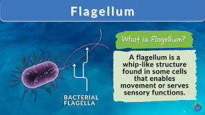 <p>Flagellum</p>