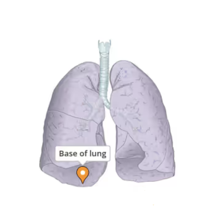 <p>Inferior surface resting on the diaphragm.</p>