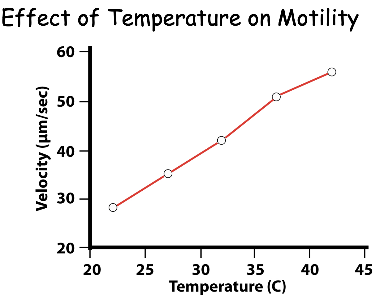 <p>Temperature</p><ul><li><p>ATP production increases as temp increases</p></li><li><p>Motility increases with temperature</p></li></ul><p></p>