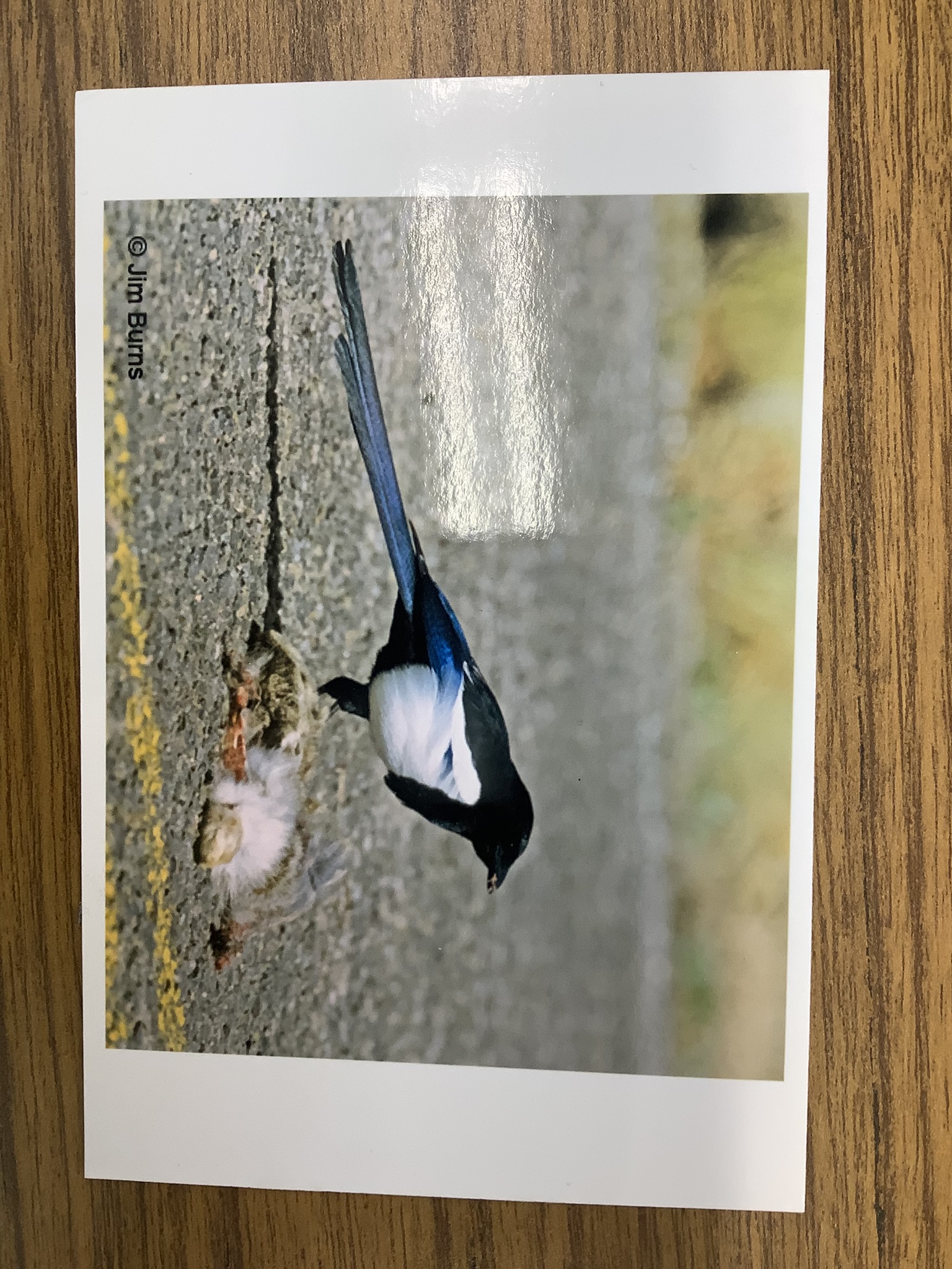 <p>Class Reptillia</p><p>Order Passeriformes</p><p>Black-billed magpie </p><p></p>